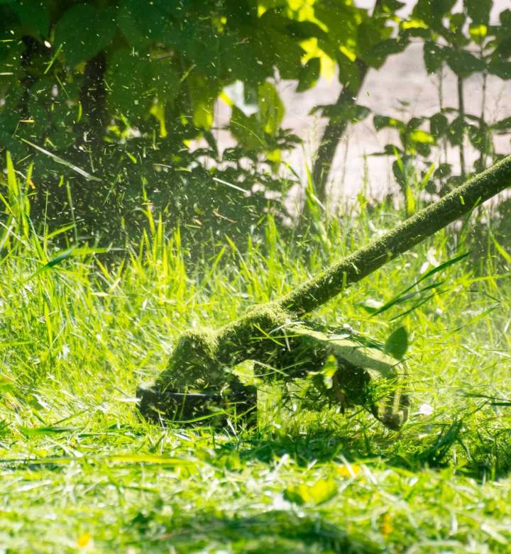Pour une pelouse esthétique et en bonne santé